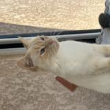 Foto del gato perdido en Monbequi