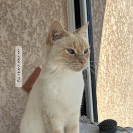 Foto 1/1 Popcorn Chat perdido en Monbequi