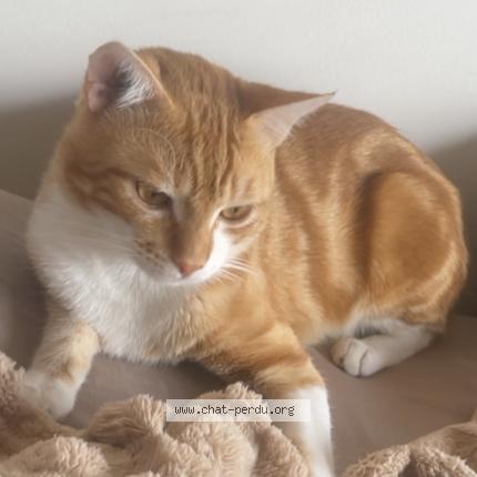 Foto 1/1 Rocket Chat perdido en Olonne sur mer