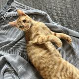 Foto del gato perdido en La Creche