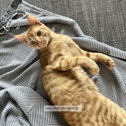 Foto 1/1 Pichu Chat perdido en La creche