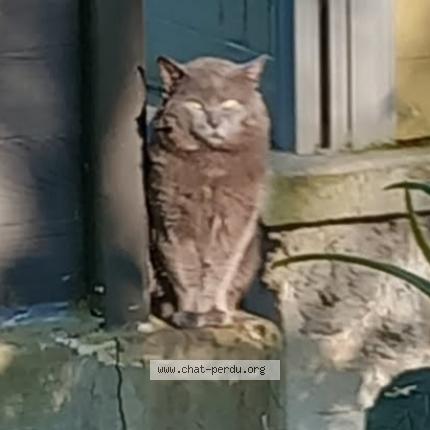 Foto 1/1 Gato encontrado Encontrado en Voisins le bretonneux
