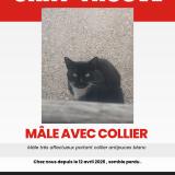 Foto de gato encontrado en Grenay