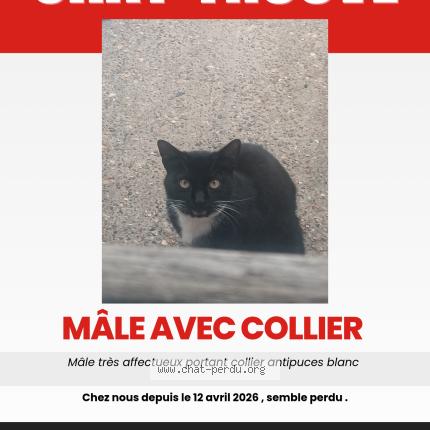 Foto 1/1 Gato encontrado Encontrado en Grenay