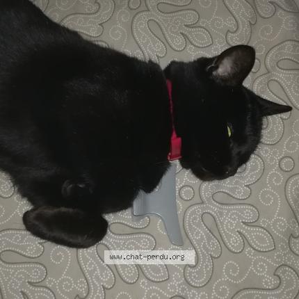 Foto 1/1 Princesse Chat perdido en Tournus