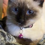 Foto del gato perdido en Tourcoing