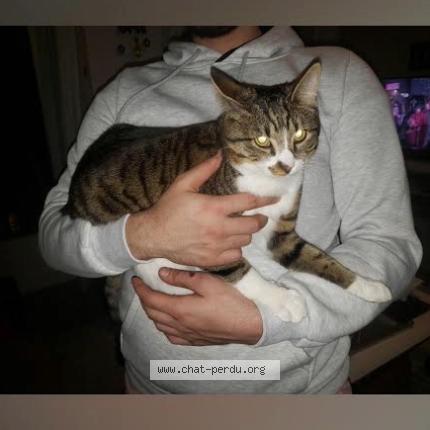 Foto 1/1 FYNN Chat perdido en Villabe