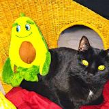 Foto del gato perdido en Villiers Sous Grez