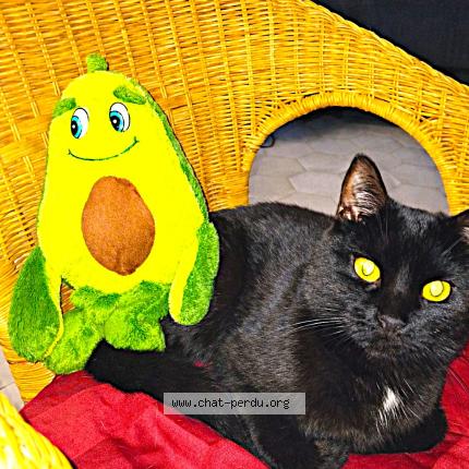 Foto 1/1 Lucky Chat perdido en Villiers sous grez