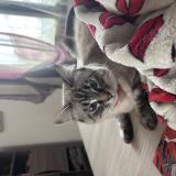 Foto del gato perdido en Bas Mauco