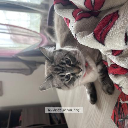 Foto 1/1 Kikine Chat perdido en Bas mauco