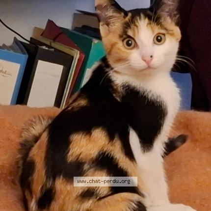 Foto 1/1 Soko Chat perdido en Bouvron