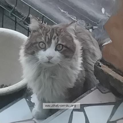 Foto 1/1 Gato encontrado Encontrado en Gap