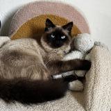 Foto del gato perdido en Quincieux