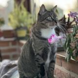 Foto del gato perdido en Fontenay Le Comte