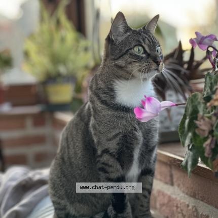 Foto 1/1 Lela Chat perdido en Fontenay le comte