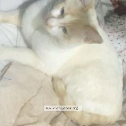 Foto 1/1 Z&eacute;phyr Chat perdido en Alixan