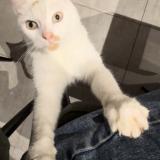 Foto del gato perdido en Mont Bernanchon