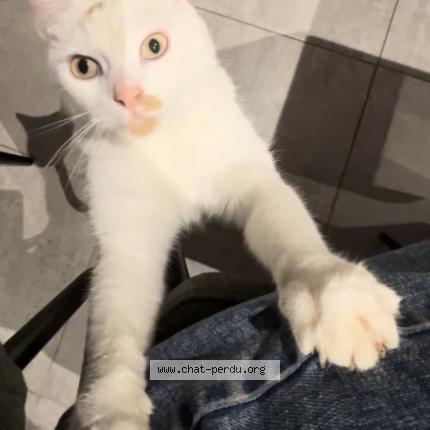 Foto 1/1 Sushi Chat perdido en Mont bernanchon