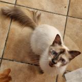 Foto del gato perdido en Le Tampon