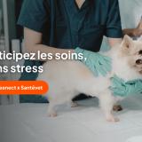 Foto del gato perdido en Certines