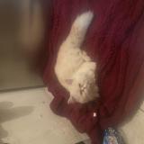 Foto de gato encontrado en Blaringhem