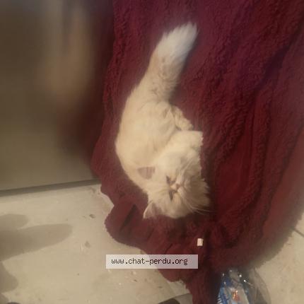 Foto 1/1 Gato encontrado Encontrado en Blaringhem