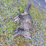 Foto de gato encontrado en Champniers Et Reilhac