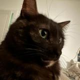 Foto del gato perdido en Nice