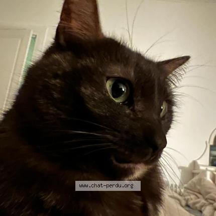 Foto 1/1 Gato encontrado Perdido en Nice