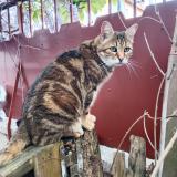 Foto de gato encontrado en Asnieres Sur Seine