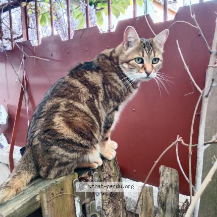 Foto 1/1 Gato encontrado Encontrado en Asnieres sur seine