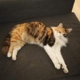 Foto del gato perdido en Vitry