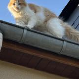 Foto del gato perdido en La Ville Est Nonais