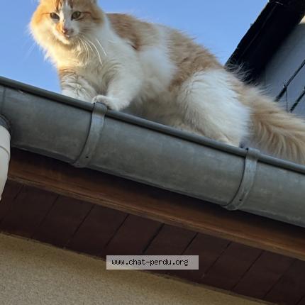 Foto 1/1 Oscar Chat perdido en La ville est nonais