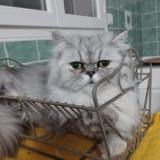 Foto del gato perdido en Vias Plage