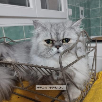 Foto 1/1 Vinny Chat perdido en Vias plage