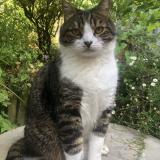 Foto del gato perdido en Meudon