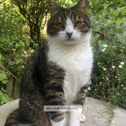 Foto 1/1 SIMBA Chat perdido en Meudon