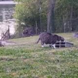 Foto del gato perdido en Myennes