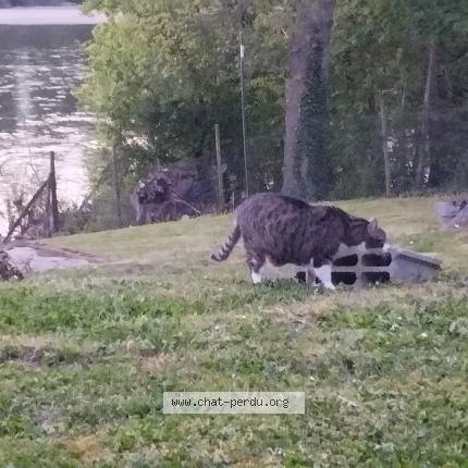 Foto 1/1 Cookie Chat perdido en Myennes