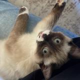 Foto del gato perdido en Mont De Marsan