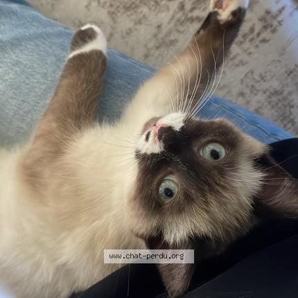 Foto 1/1 Yassa Chat perdido en Mont de marsan