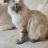 Foto del gato perdido en Pinet