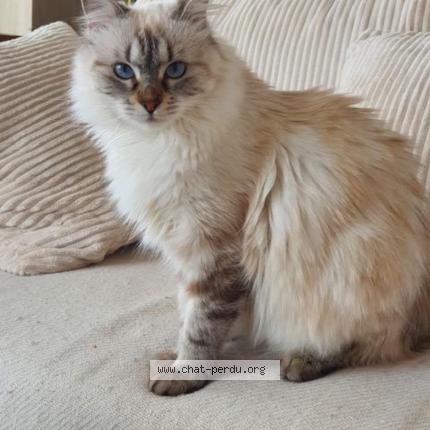 Foto 1/1 Duchesse Chat perdido en Pinet