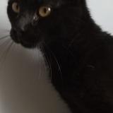 Foto de gato encontrado en Muret