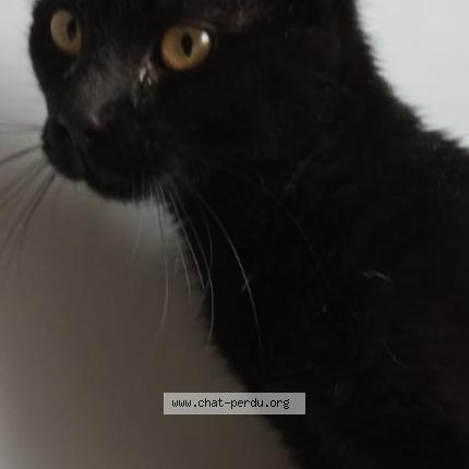 Foto 1/1 Gato encontrado Encontrado en Muret