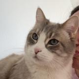 Foto del gato perdido en Suresnes