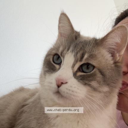 Foto 1/1 Emile Chat perdido en Suresnes