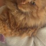 Foto del gato perdido en Irigny